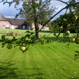 Æbletræet på Brink Møllegaard
